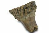 Fossil Woolly Mammoth Molar - Siberia #377768-3